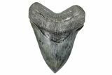 Fossil Megalodon Tooth - South Carolina #288234-1